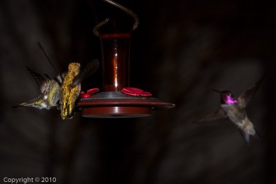 Hummingbird (03584)