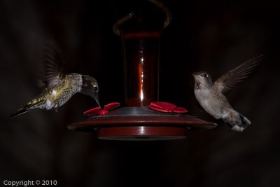 Hummingbird (03585)