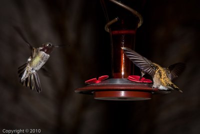 Hummingbird (03588)