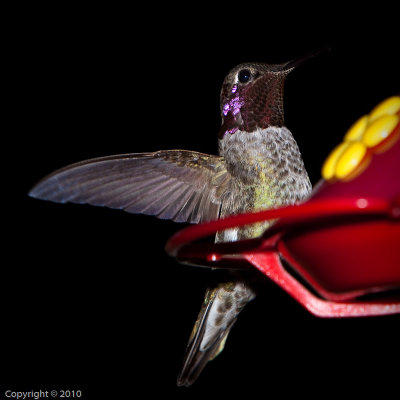 Hummingbird (03594)