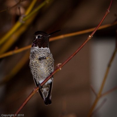Hummingbird (03595)