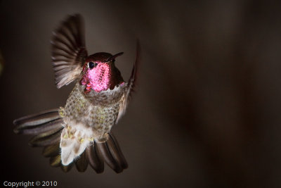 Hummingbird (03598)