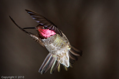 Hummingbird (03599)