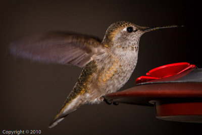 Hummingbird (03602)