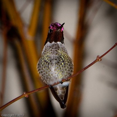 Hummingbird (03608)