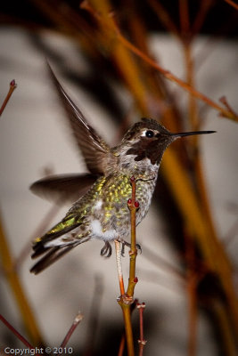 Hummingbird (03609)
