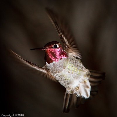 Hummingbird (03612)