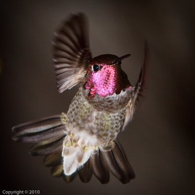 Hummingbird (03598-2)
