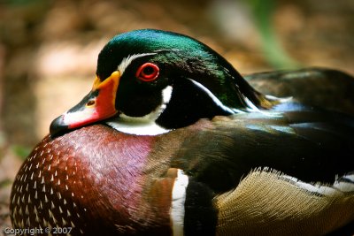 Wood Duck (4013)