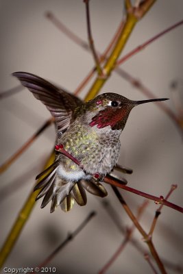 Hummingbird (03636)