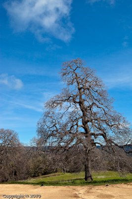 Twisted Oak (03766)