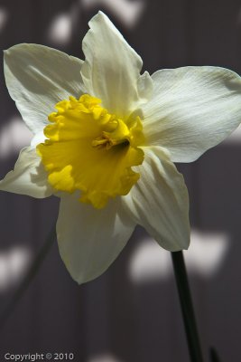 Daffodil (03774)