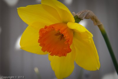 Daffodil (03775)