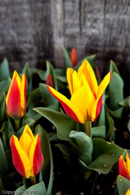 Tulips (03793)