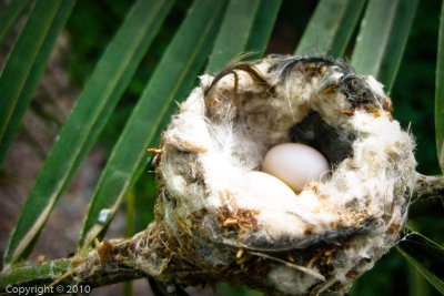 Hummingbird Nest (0930)