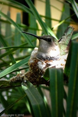 Hummingbirds
