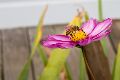 Bee on Flower (6776)