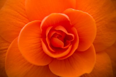 Begonia (6948)