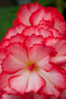 Begonia (6953)