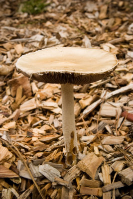 Fungus (7029)