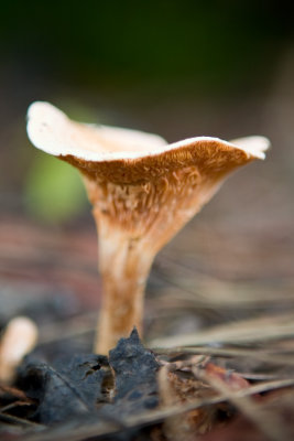 Fungus (7034)