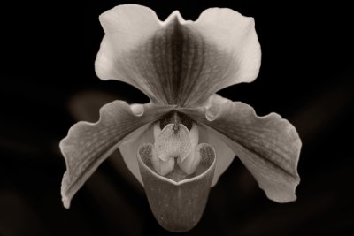 Orchid (4343 bw)