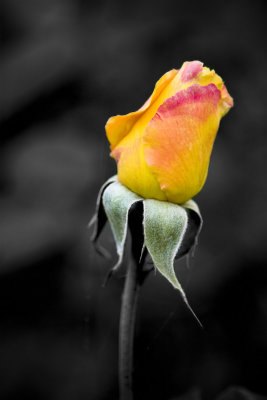 Rose Bud (6875)