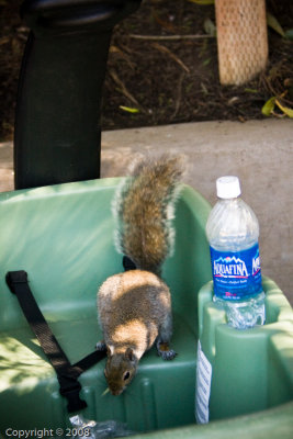 Local Thief