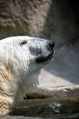 Polar Bear