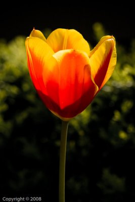 Tulip