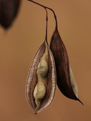 Seed Pods - Kissimmee SP