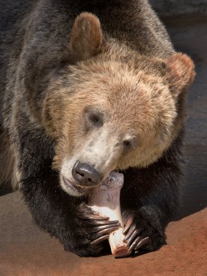 Grizzly Bear  with a Snack