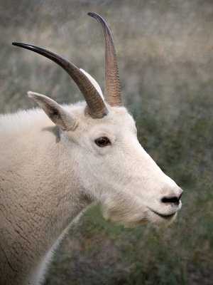 Mountain Goat - NW Trek