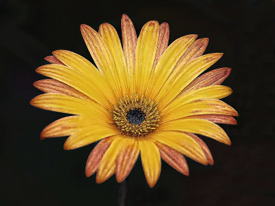 A Topaz Flower