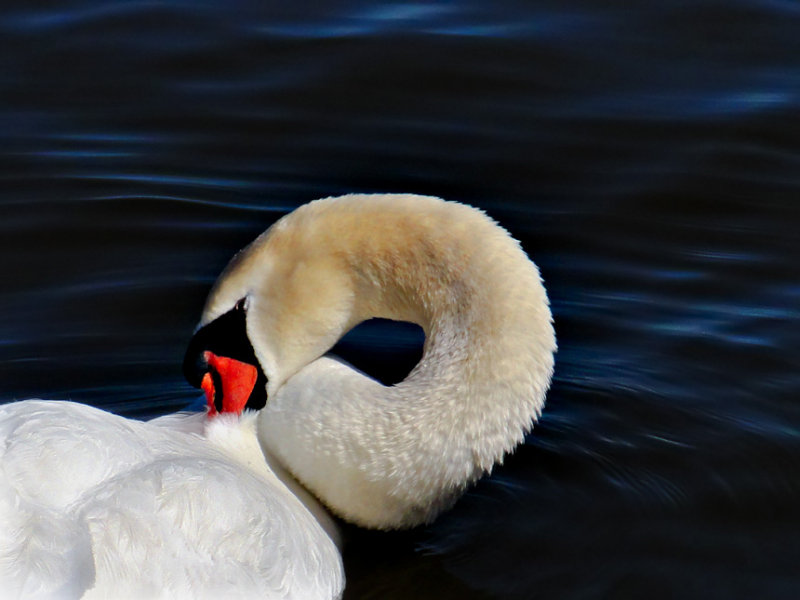 scrutiny