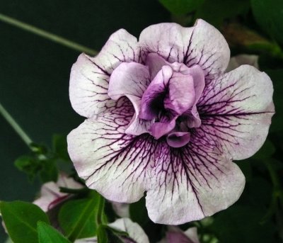 A Saratoga Springs flower