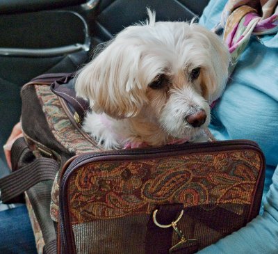 Luggage + Dog = Carry-On Dog :)