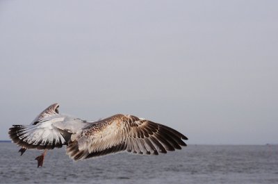 Siamese gulls