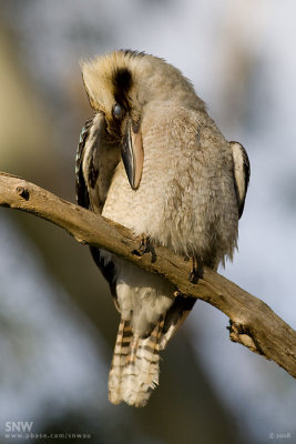 Laughing Kookaburra