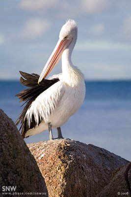 Australian Pelican