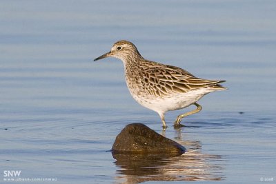 Sharp-tailed Sandpiper