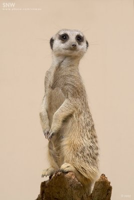 Meerkat Lookout