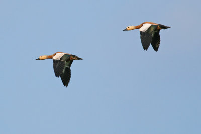 Casarca / Ruddy Shelduck