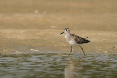 Bosruiter / Wood Sandpiper