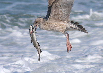 Zilvermeeuw / Herring Gull