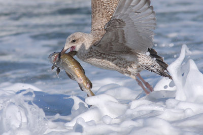 Zilvermeeuw / Herring Gull