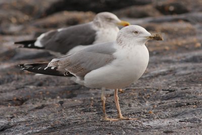 Geelpootmeeuw / Yellow-legged Gull