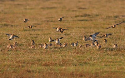 Sneeuwgors / Snow Bunting