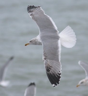 Geelpootmeeuw / Yellow-legged Gull