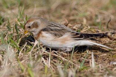 Sneeuwgors / Snow Bunting